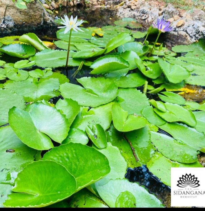 Sidhangana Home Stay Anuradhapura Kültér fotó